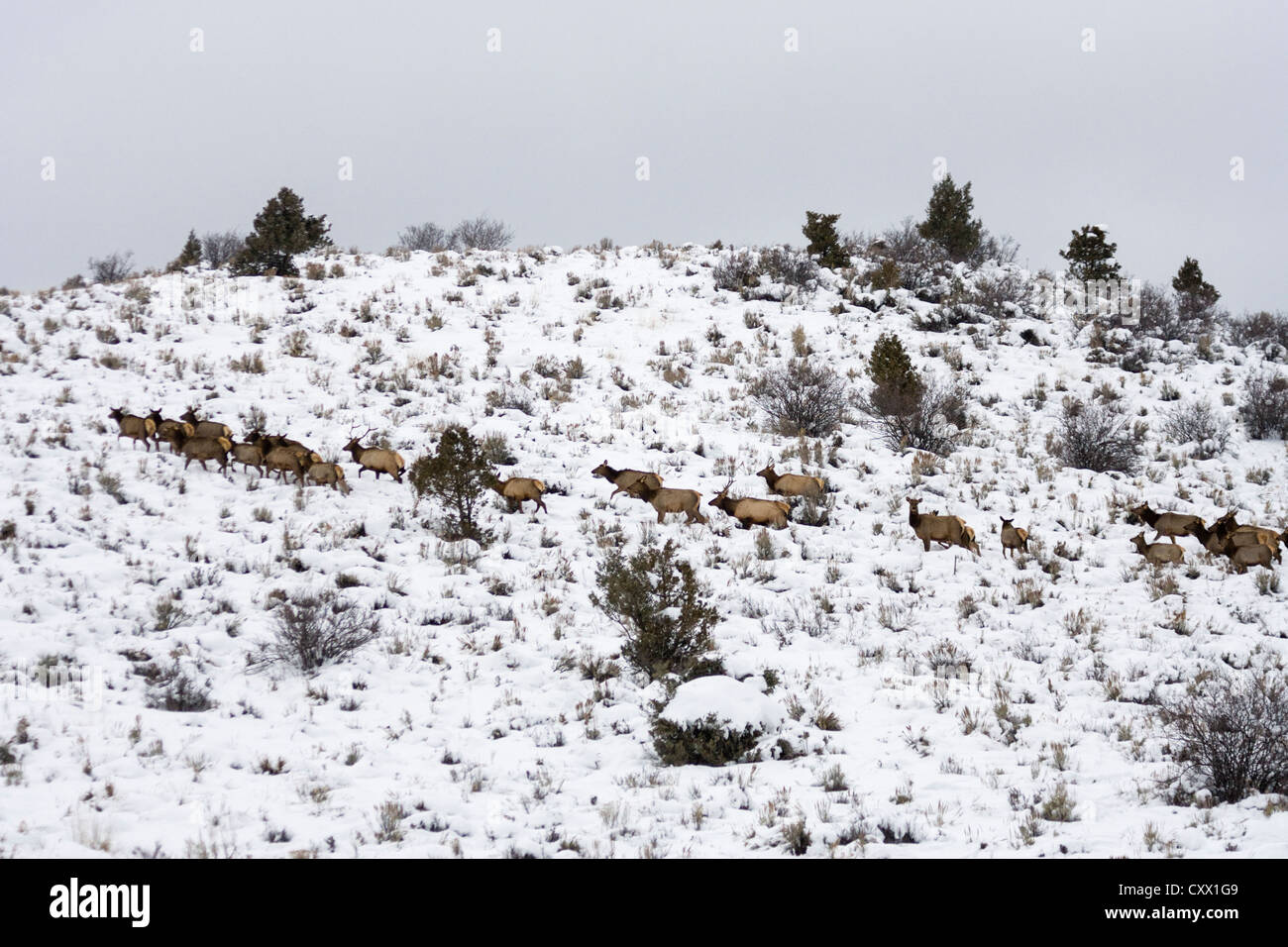Le wapiti (Cervus canadensis) sur snowy hillside, Colorado, USA Banque D'Images