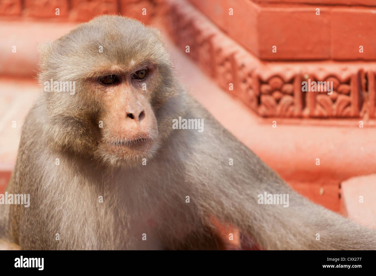 Macaque rhésus à Katmandou, Swayambhunath Banque D'Images