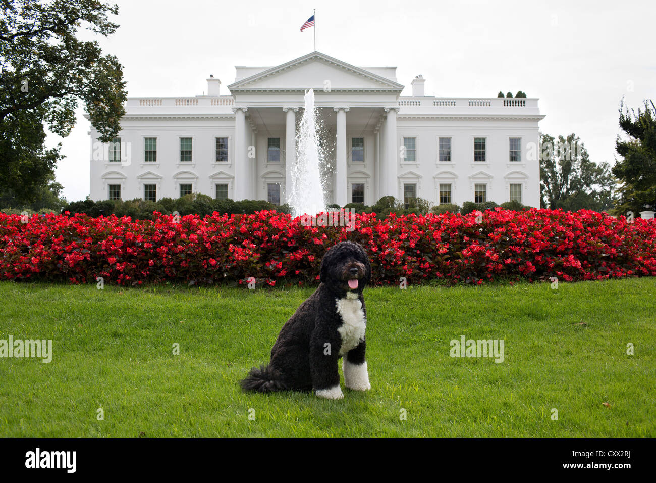 Bo, le chien de la famille Obama pose pour une photo le 28 septembre 2012 sur la pelouse nord de la Maison Blanche. Banque D'Images