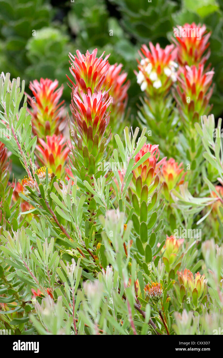 Protea (Mimetes cucullatus) Banque D'Images