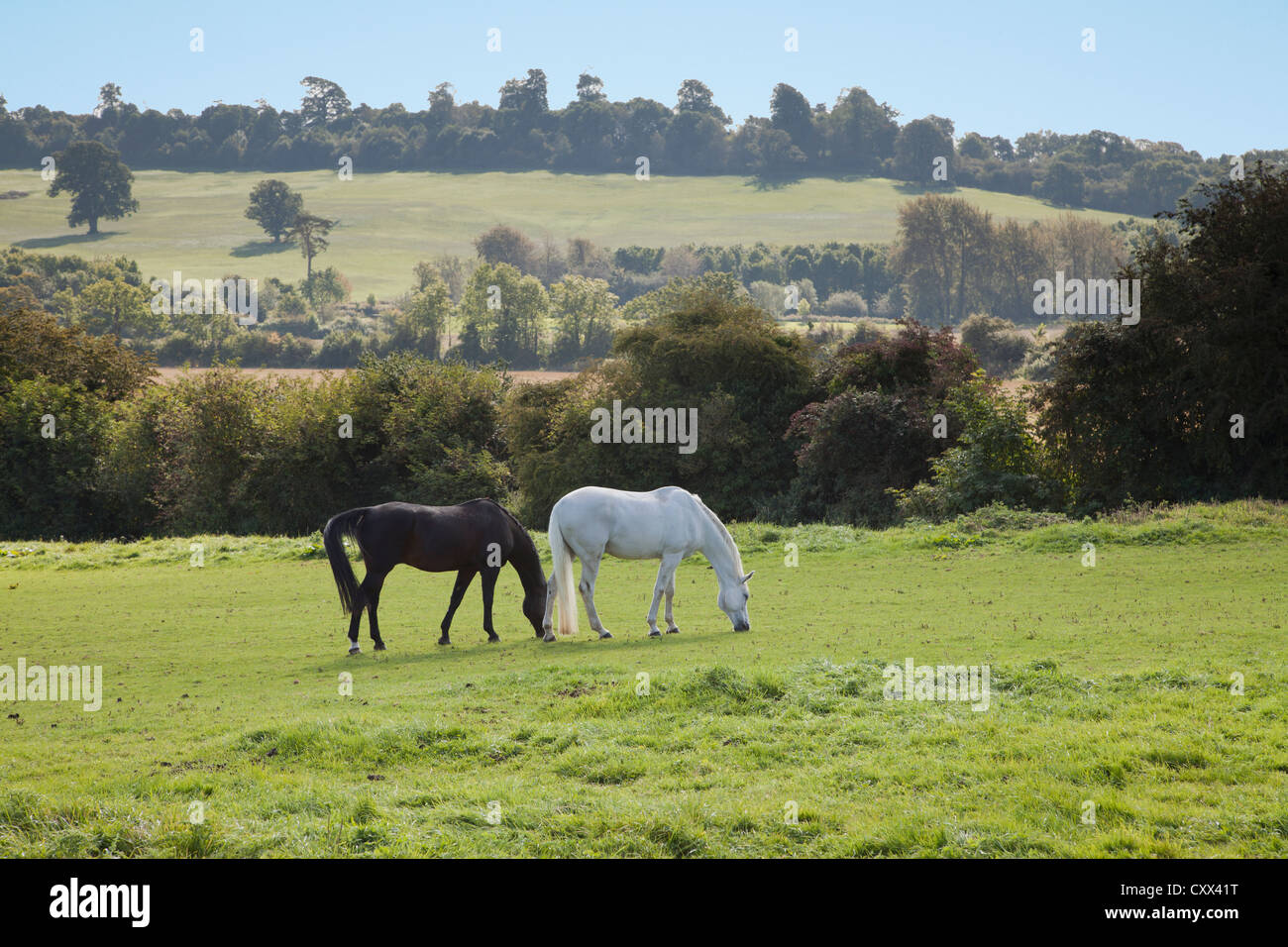 De pâturage pour chevaux dans la région des Cotswolds, à proximité de Stow-on-the-Wold Banque D'Images
