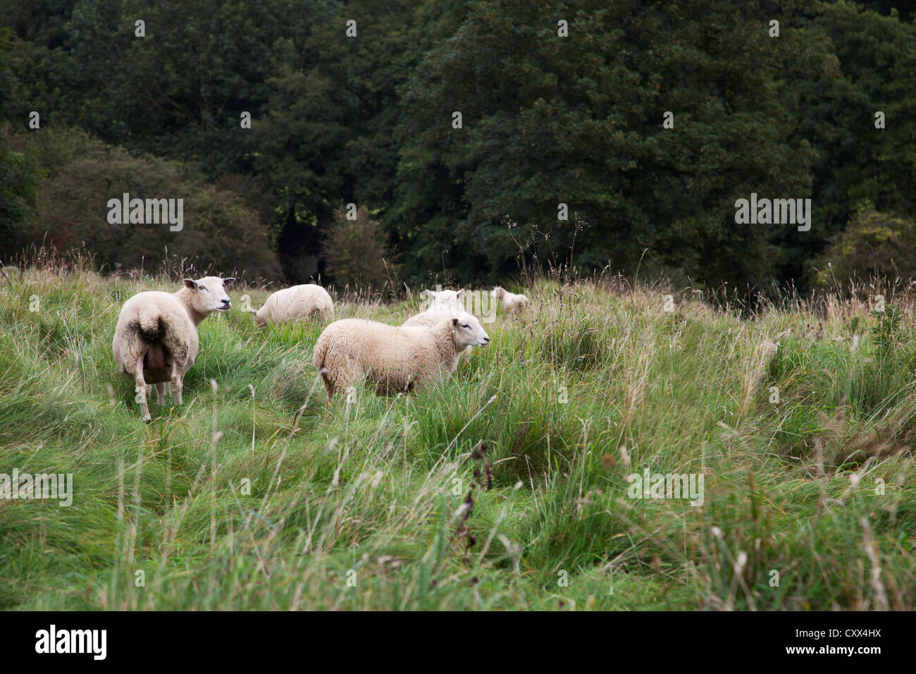 Moutons dans un pâturage Banque D'Images