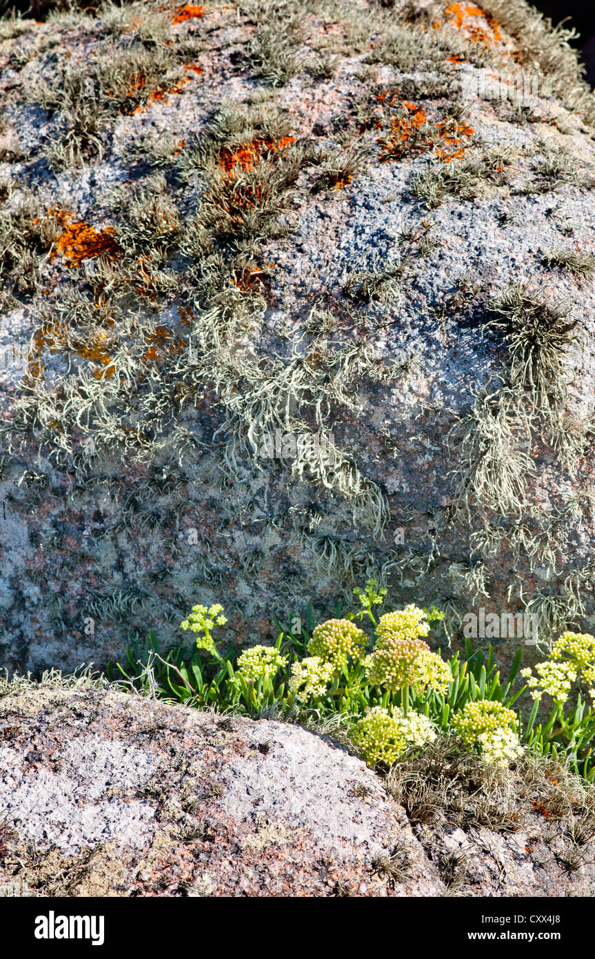 Jardins de lichen foliacé sur rochers de granit par la mer, sur la côte Atlantique de la Galice, Espagne. Montre l'air est pollué. Banque D'Images