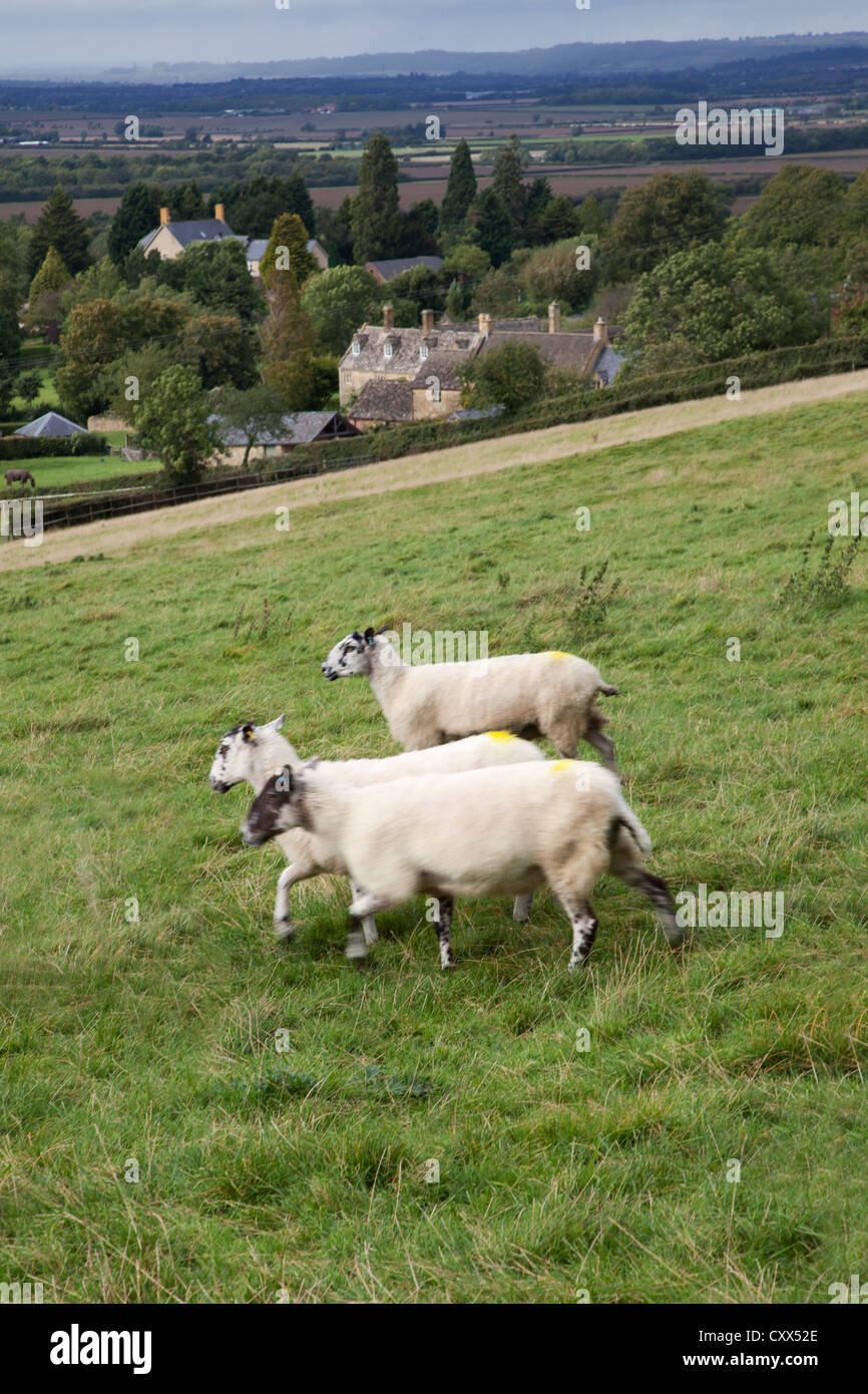 Moutons dans la campagne des Cotswolds Banque D'Images