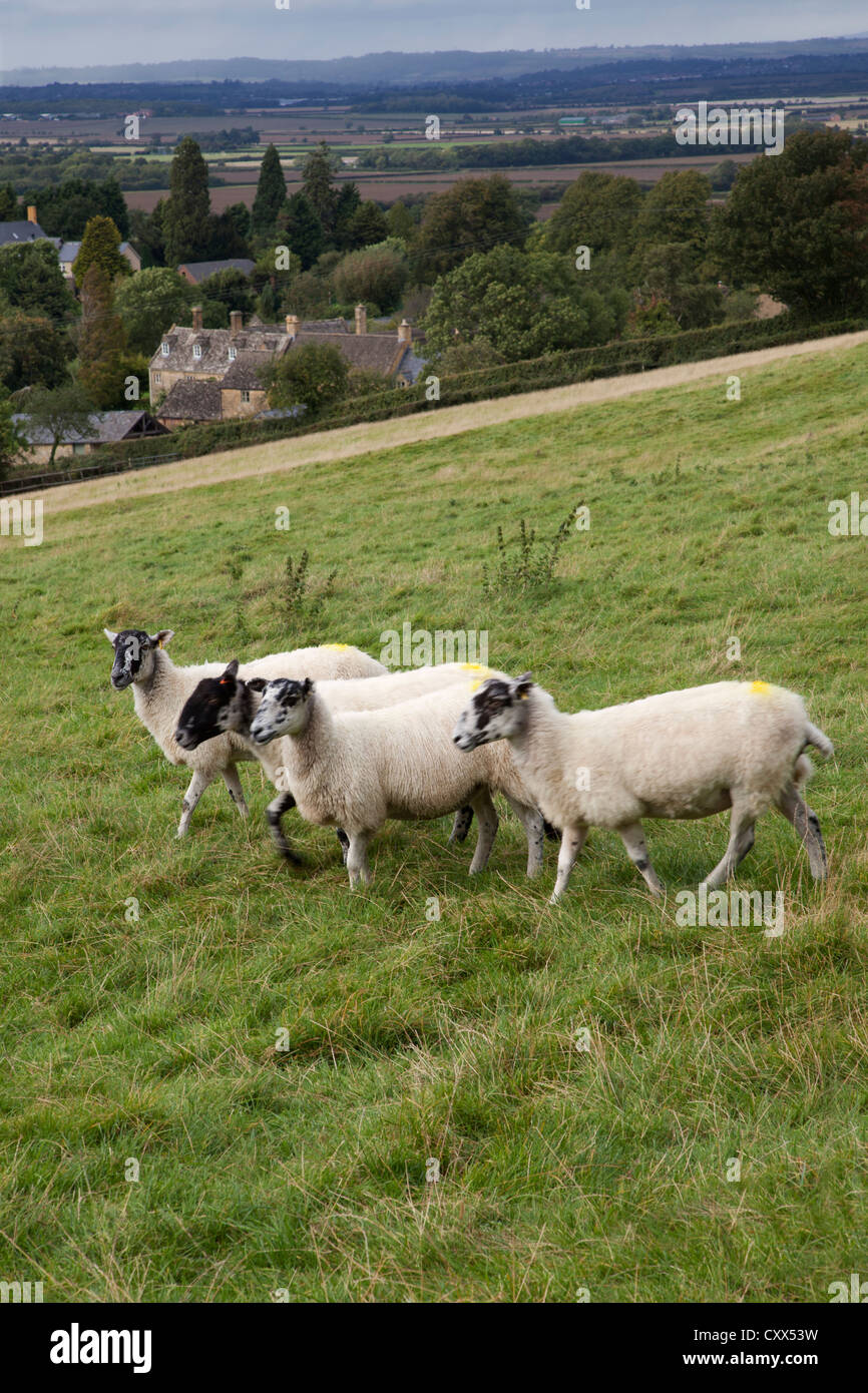 Moutons dans la campagne des Cotswolds Banque D'Images