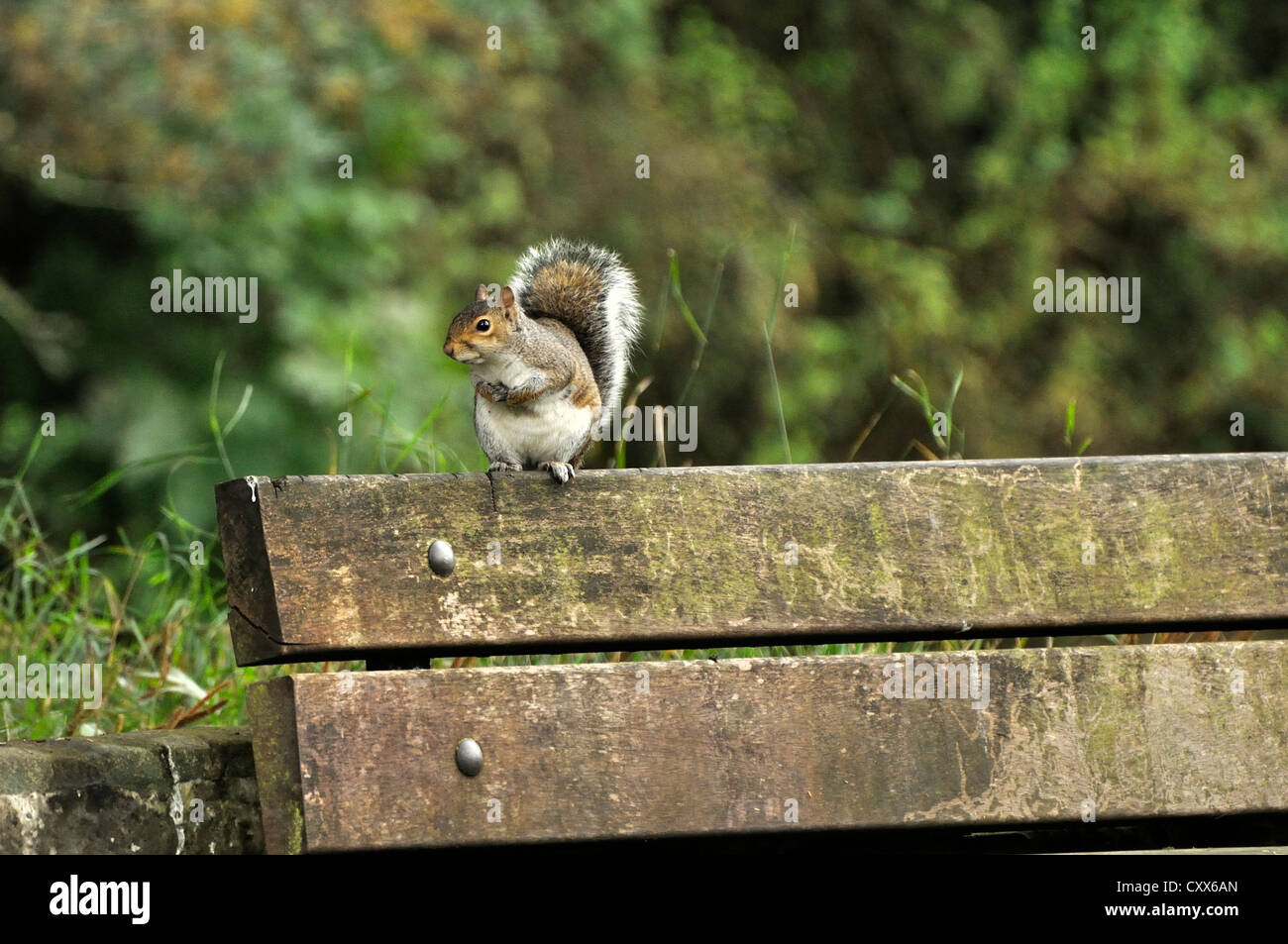 UK écureuil gris à l'arrière du banc de parc avec ses pattes avant contre poitrine regarde autour de Banque D'Images