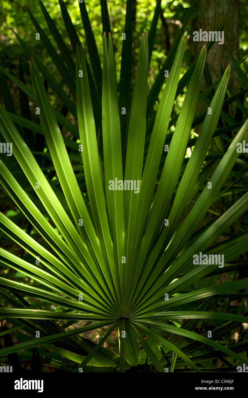 Dwarf palmetto dans The Devil's Millhopper Geological State Park, Floride Banque D'Images