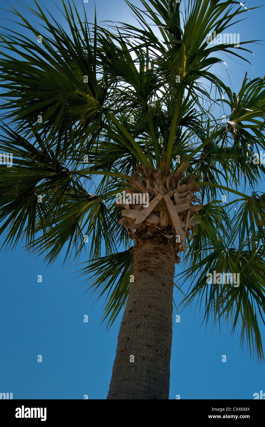 Le palmetto de chou sur la plage de Cedar Key Banque D'Images