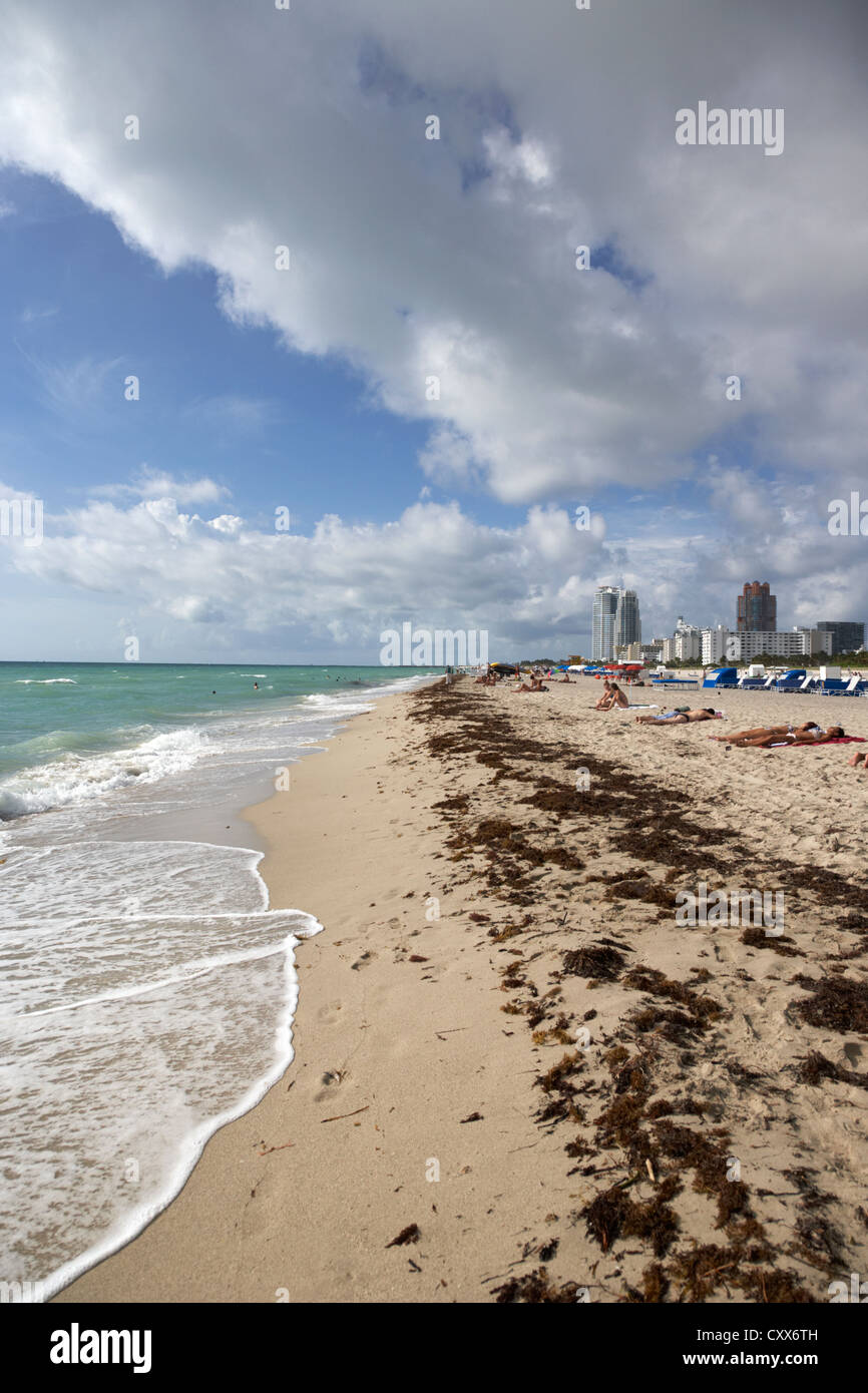 Les algues échouées sur Miami South beach floride usa Banque D'Images Les algues échouées sur Miami South beach floride usa Banque D'Images