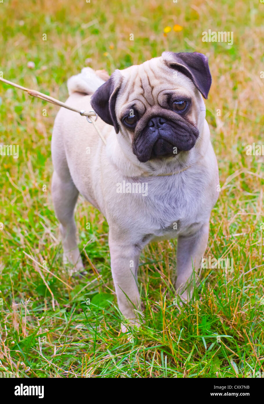 Portrait De La Race De Chien Carlin Fauve En été Sur Green