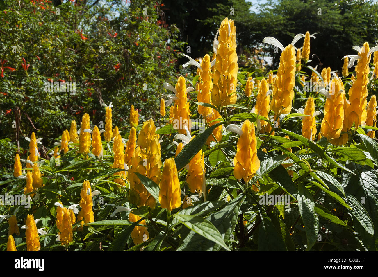 Elk284-2127 Hawaii, Big Island, Hawaii, Nani Mau Gardens, des fleurs tropicales Banque D'Images