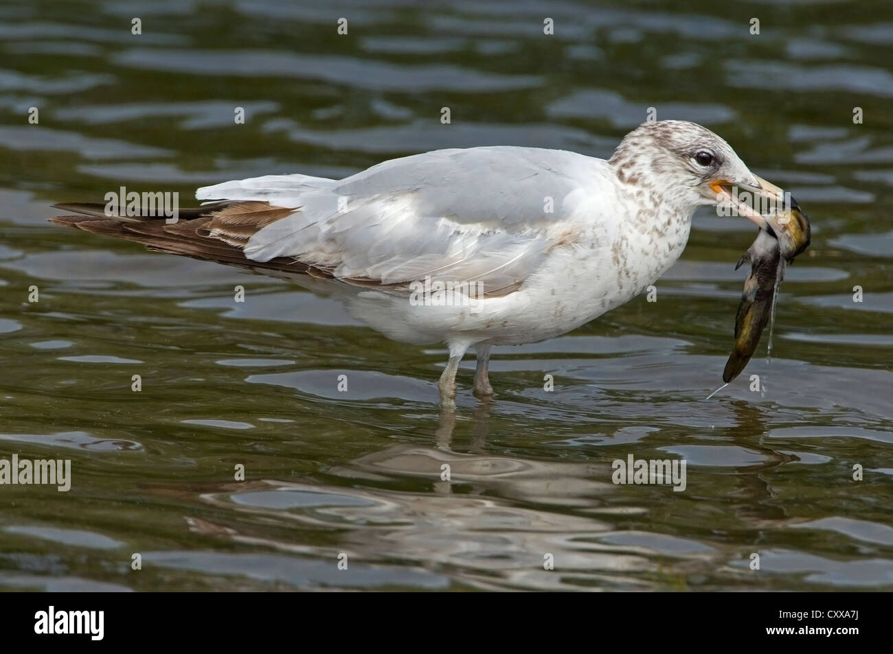 Les jeunes ring-billed Gull (Larus delawarensis ) avec l'Est des Etats-Unis silure capturé Banque D'Images