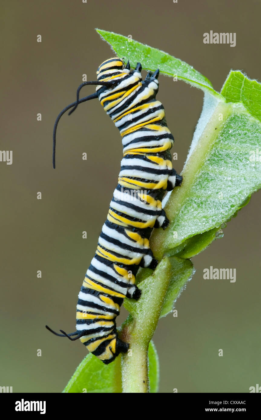 La chenille du papillon Monarque Danaus plexippus se nourrit de feuilles d'Asclépiade commune (Asclepias syriaca E USA Banque D'Images