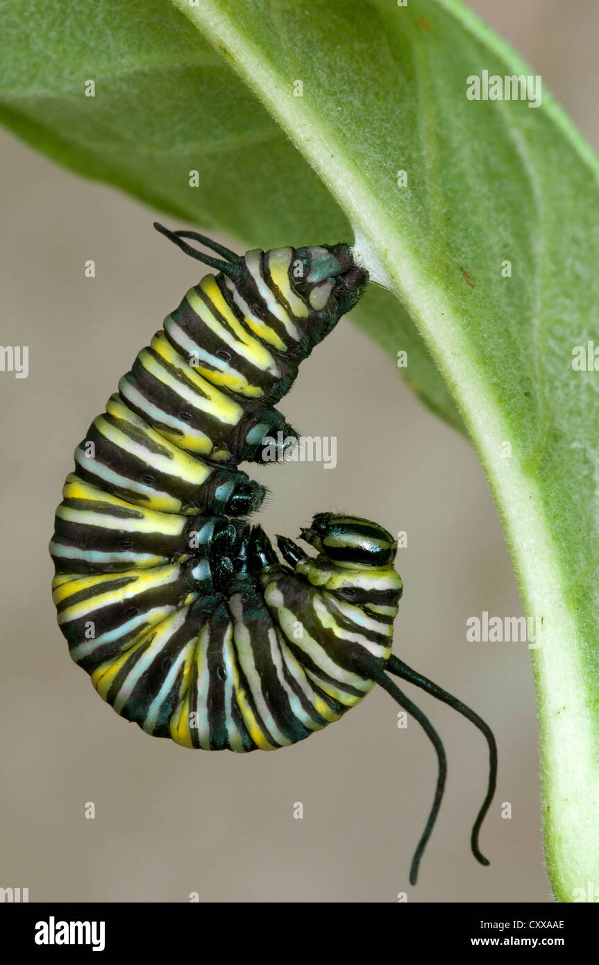 La chenille du papillon Monarque Danaus plexippus se transformer en pupe stade sur l'Asclépiade commune (Asclepias syriaca E USA Banque D'Images