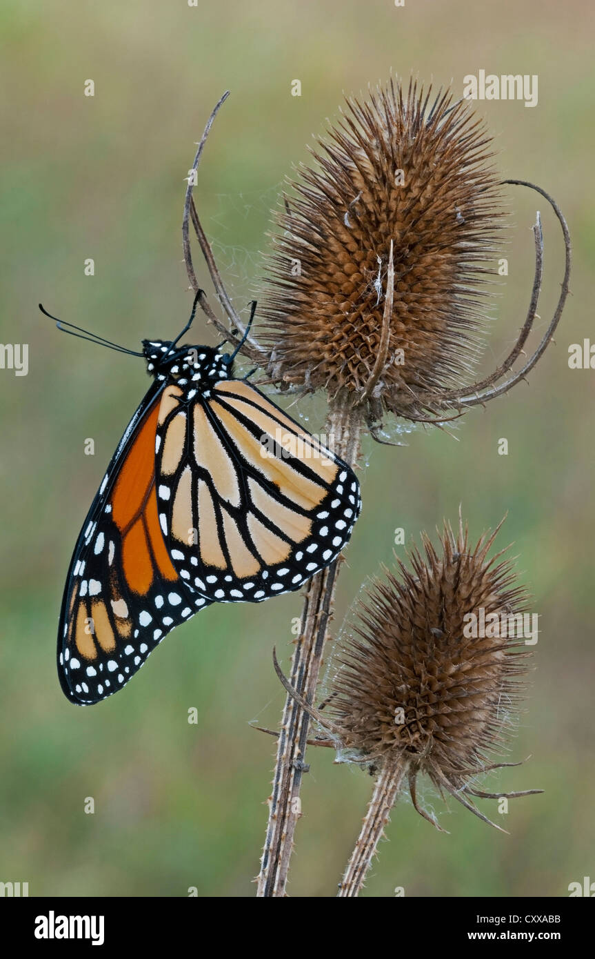 Papillon Monarque Danaus plexippus Cardère sur têtes de graine, USA Banque D'Images