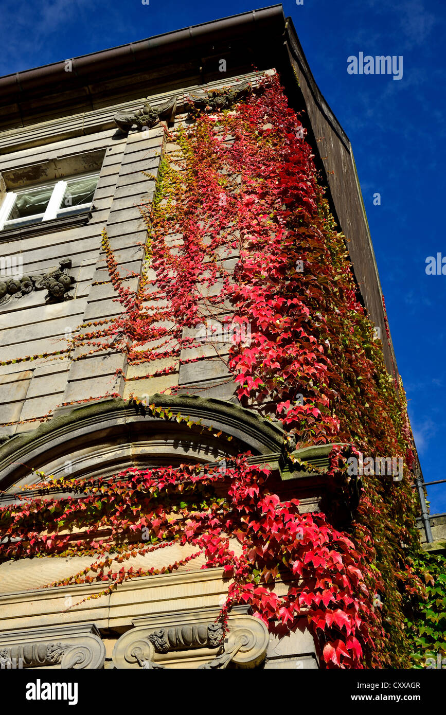 Vignes de couleurs d'automne le clinchage sur mur de pierre au château de Bentheim. Bad Bentheim, Allemagne. Banque D'Images