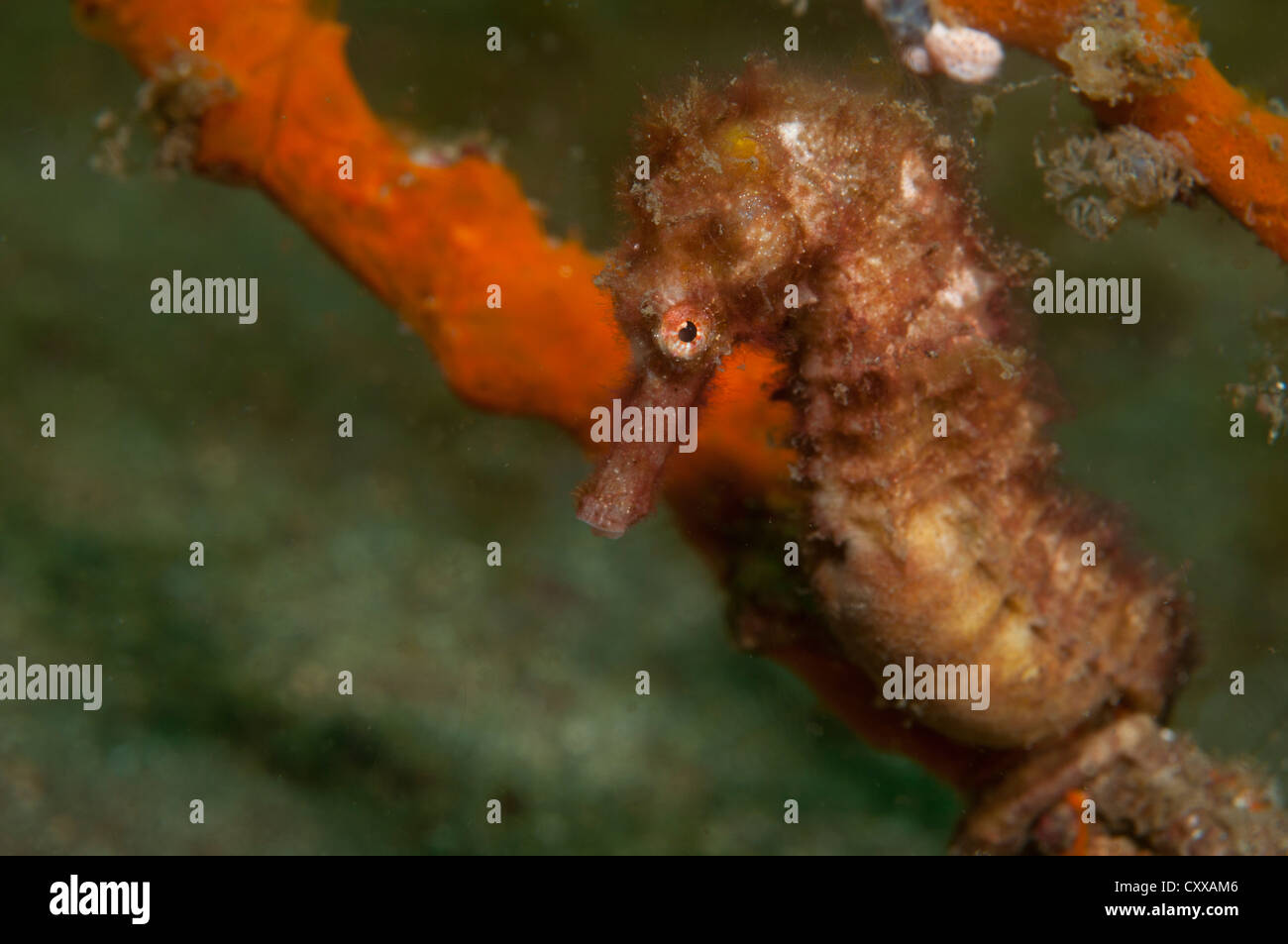 Une question épineuse, de l'Hippocampe hippocampe hystrix, est assis sur un perchoir, recouvert d'éponge Bima Bay, Sumbawa, Nusa Tenggara, en Indonésie, du Pacifique Banque D'Images