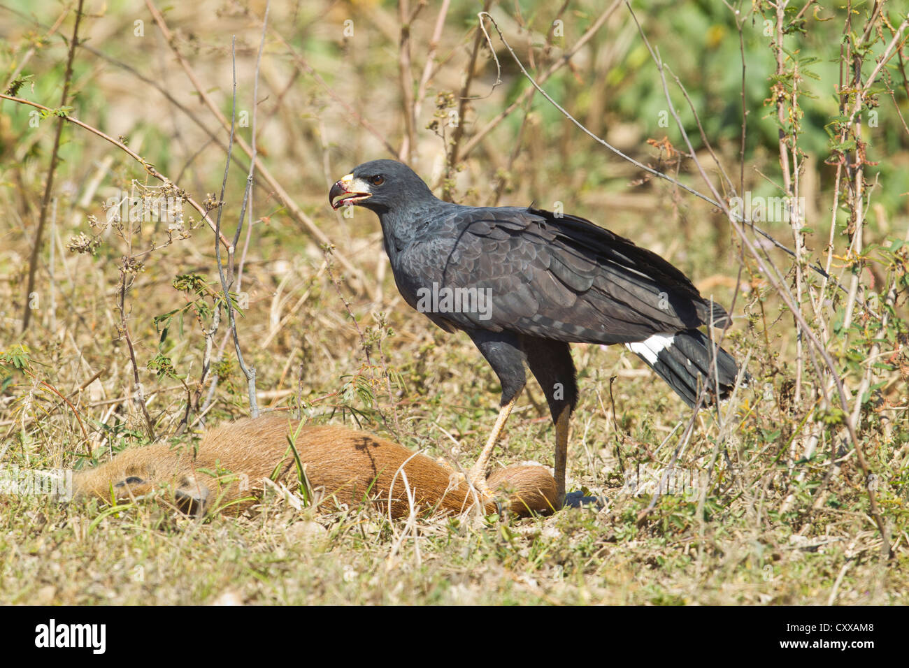 Great Black Hawk (Buteogallus urubitinga) se nourrissant d'un capybara Banque D'Images