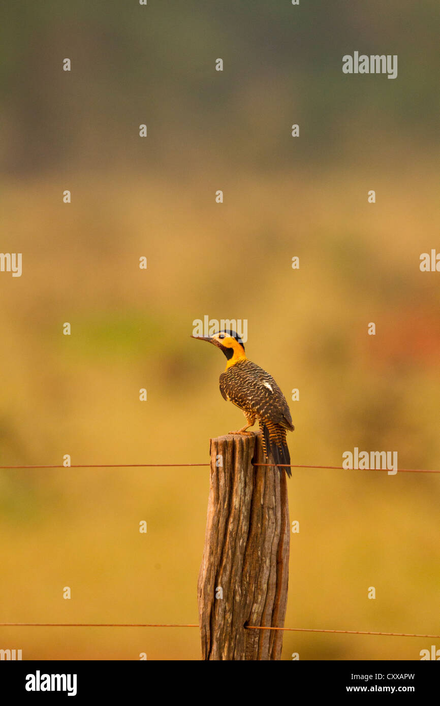 Campo Pic flamboyant (Colaptes campestris) Banque D'Images