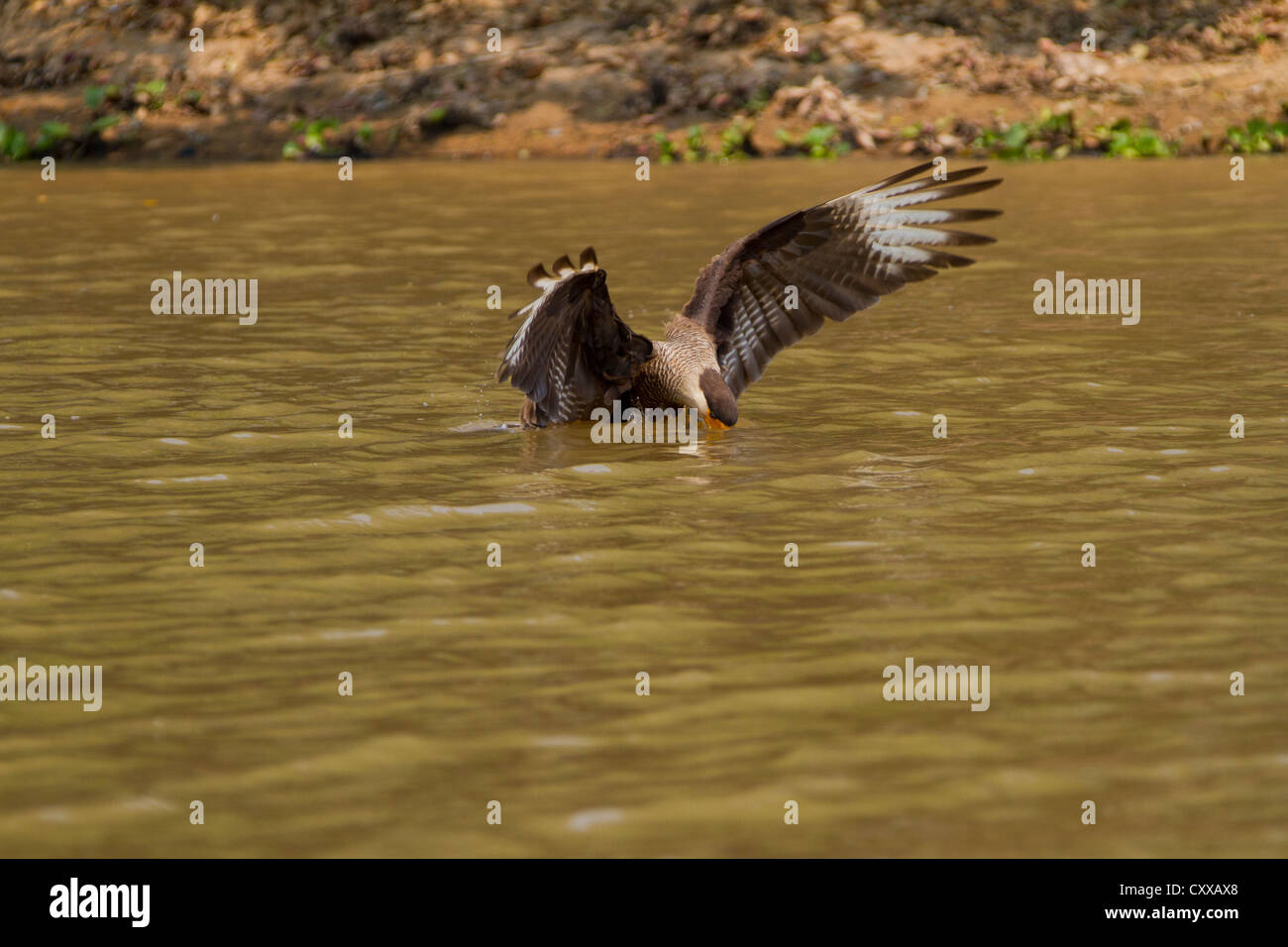 Caracara huppé (Caracara plancus) capture d'un poisson Banque D'Images