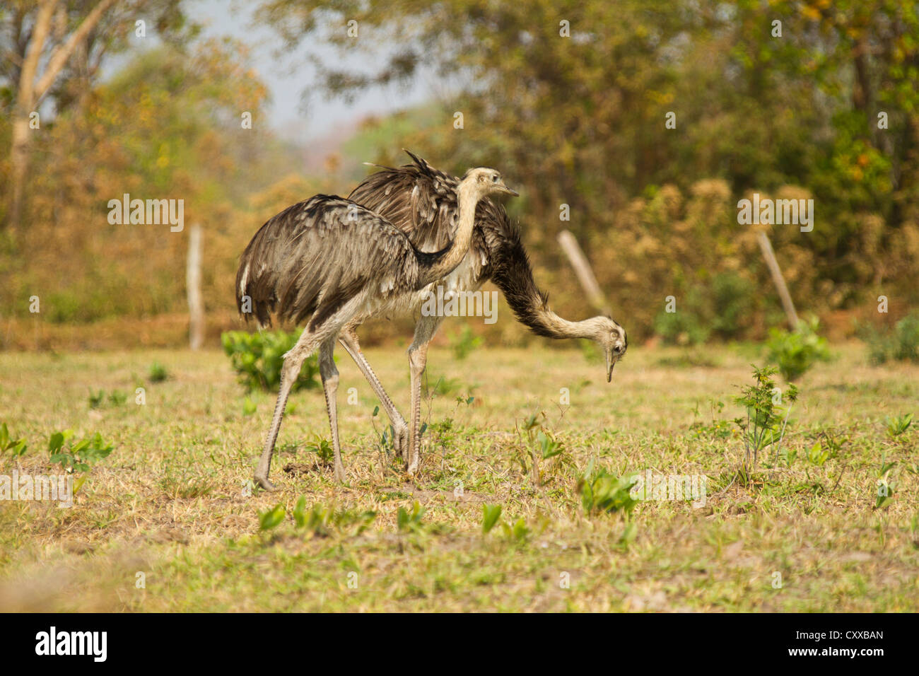 Nandou (Rhea americana) Banque D'Images