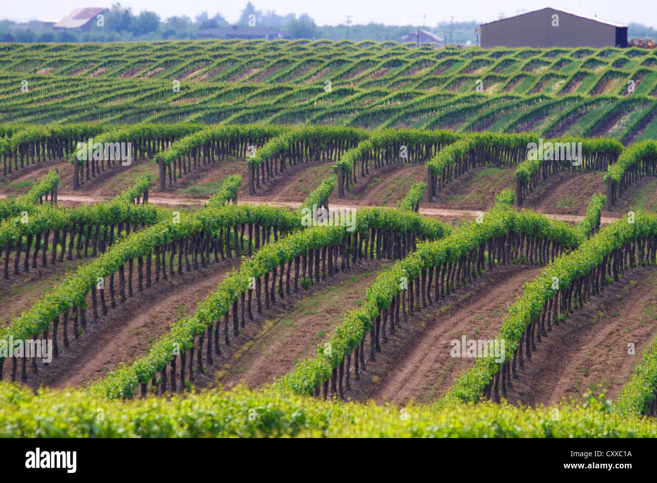 Vignobles administré par Ernest et Julio Gallo, à l'est de Modesto dans la vallée centrale de Californie. Banque D'Images