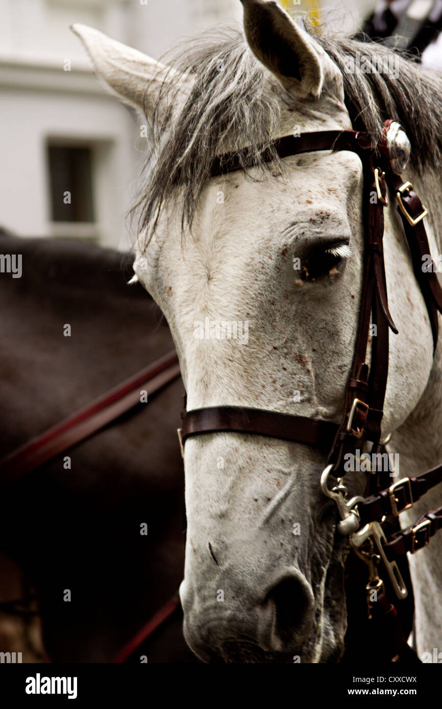 Tête de cheval blanc et le corps d'un dark horse Banque D'Images