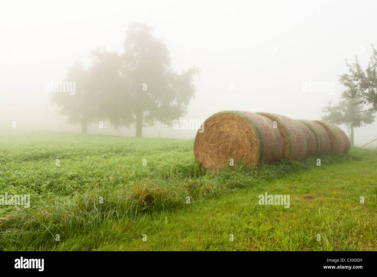 Bottes de paille dans un champ à l'automne, le lac de Constance, Überlingen, Bade-Wurtemberg, PublicGround Banque D'Images