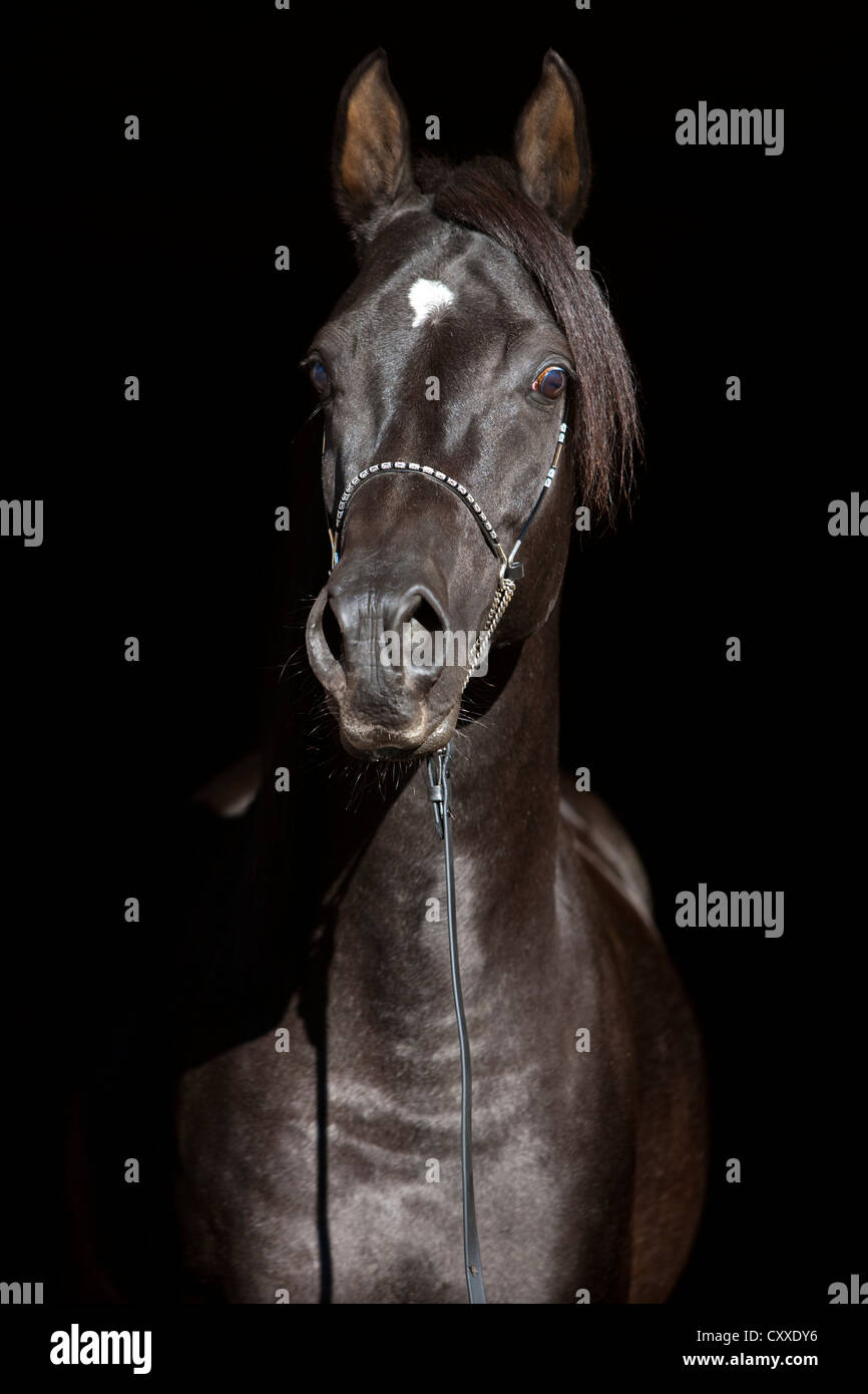 Cheval Arabe pur-sang, l'étalon noir, portrait avec show bridle Banque D'Images