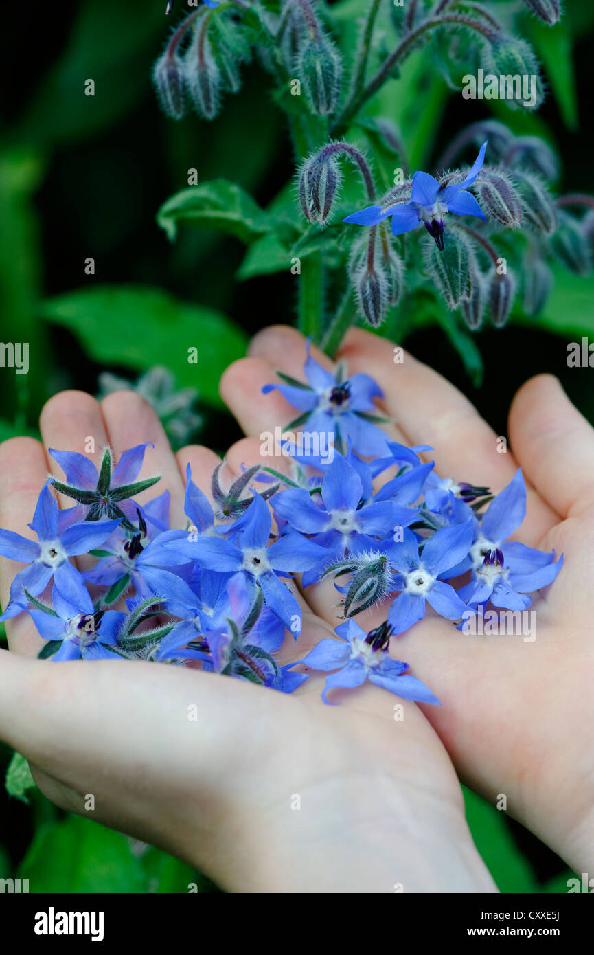 La trientale boréale ou bourrache (Borago officinalis), fleurs de bourrache récoltés à la main, fleurs comestibles, salade d'herbes, d'herbes Banque D'Images