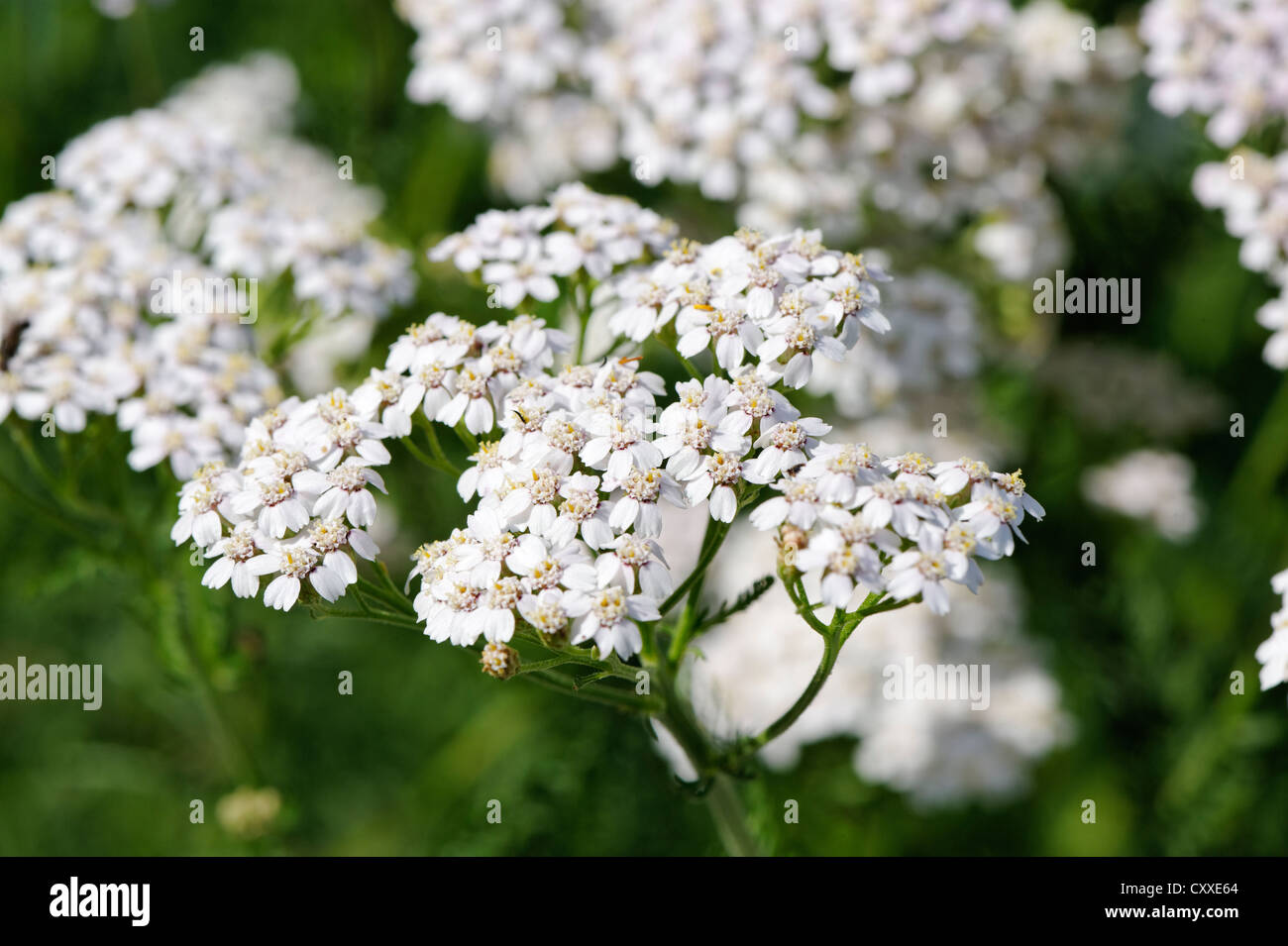 Achillée millefeuille (Achillea millefolium) Banque D'Images