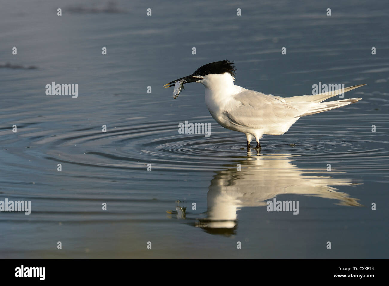 Sterne caugek (Sterna sandvicensis), avec des poissons en bec, Texel, aux Pays-Bas, en Europe Banque D'Images