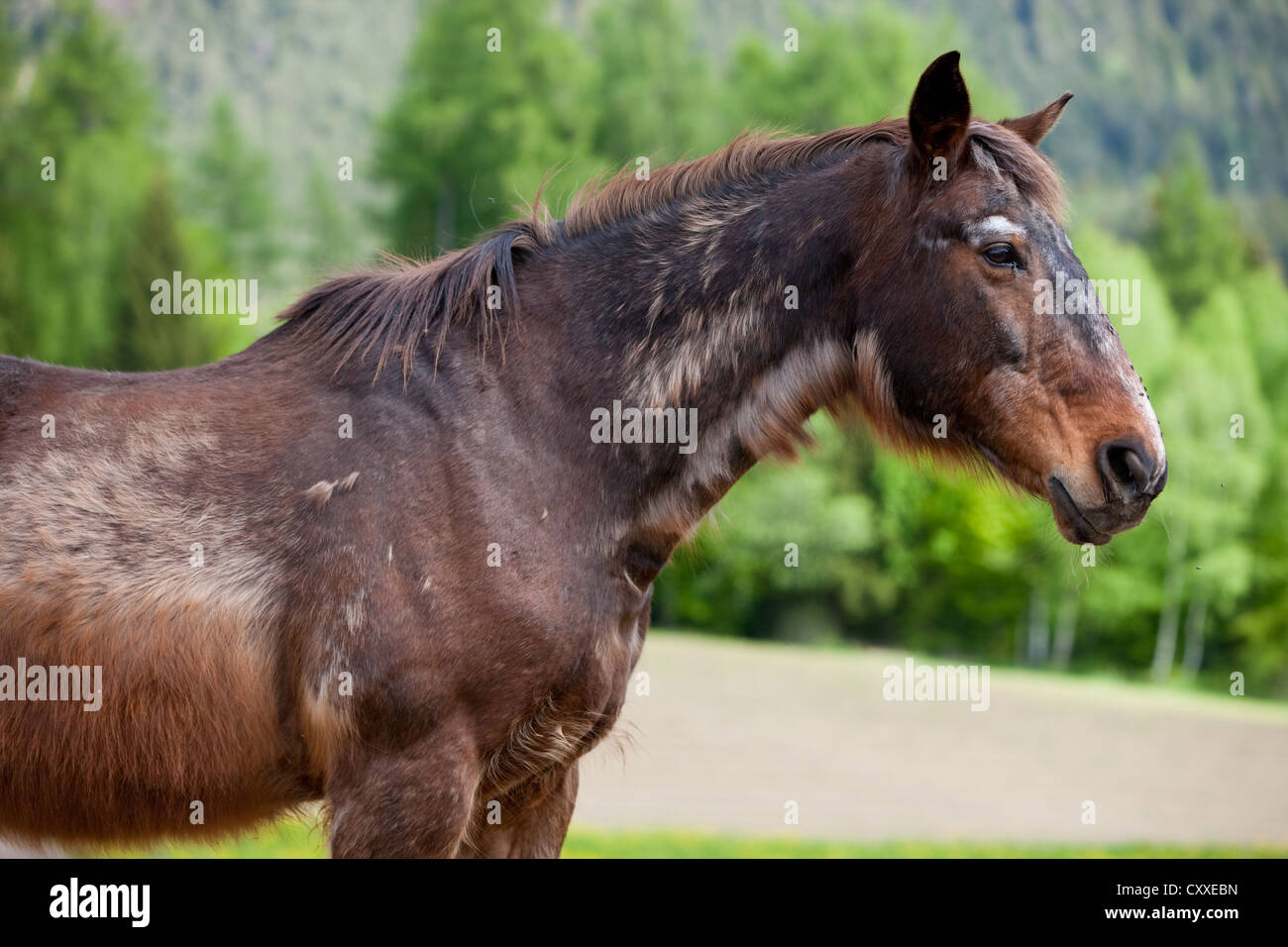 Warmblood autrichien, dark bay, avec le syndrome de Cushing équin, Tyrol du Nord, l'Autriche, Europe Banque D'Images