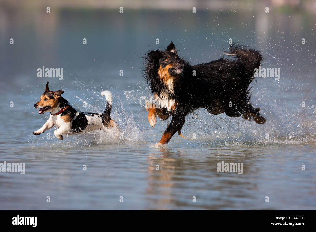 Jack Russell Terrier et Berger Australien sauter dans l'eau, Tyrol du Nord, l'Autriche, Europe Banque D'Images