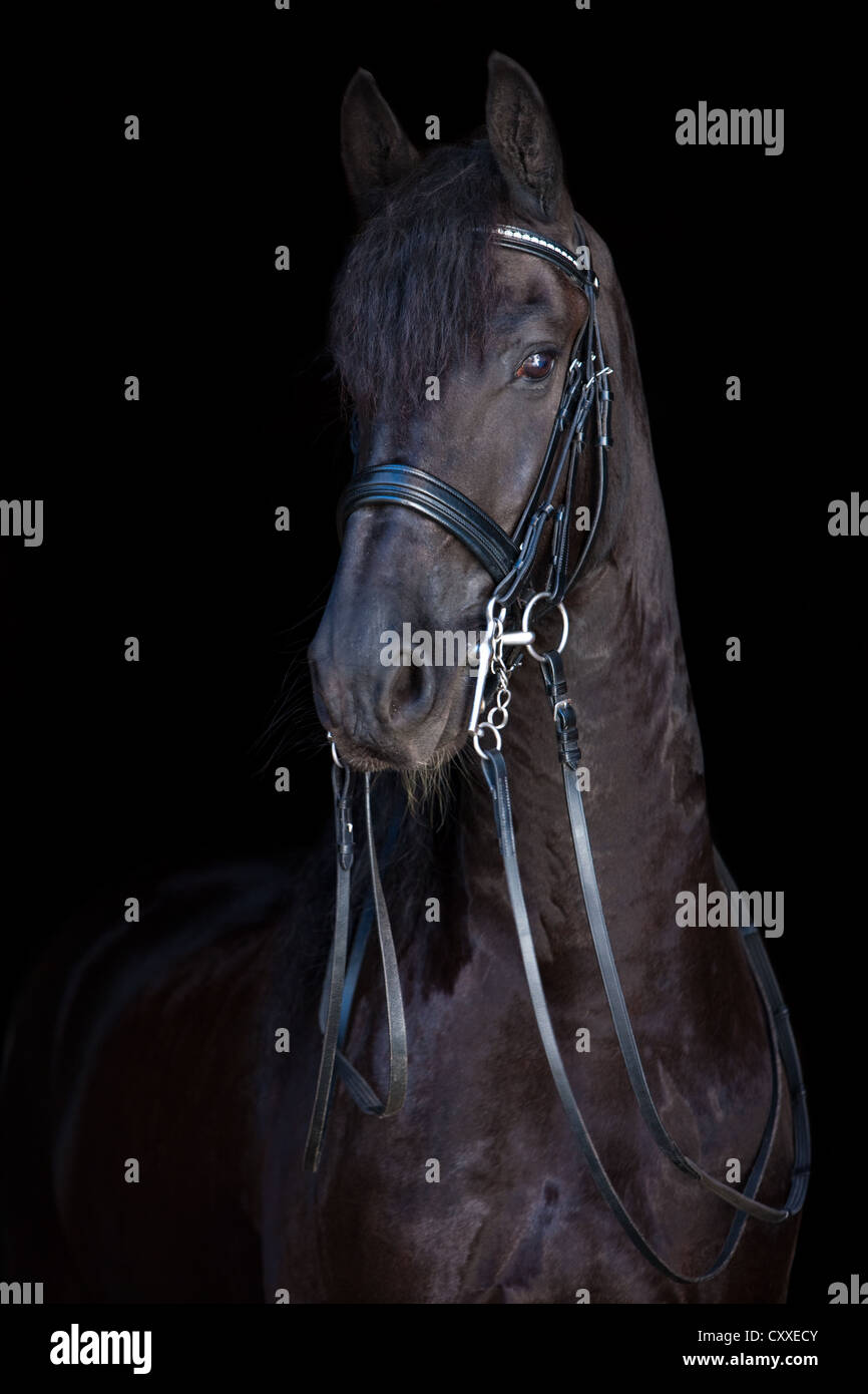 Frison hongre, noir, avec bordure, portrait, Tyrol du Nord, l'Autriche, Europe Banque D'Images