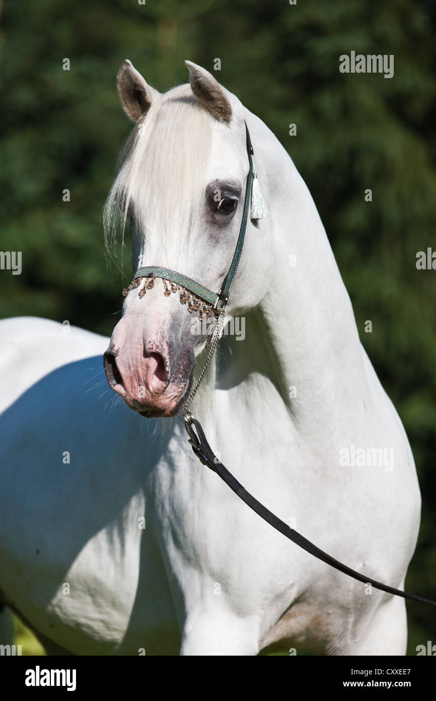 Arabian mare, gris, vêtu d'un petit spectacle, portrait, Tyrol du Nord, l'Autriche, Europe Banque D'Images