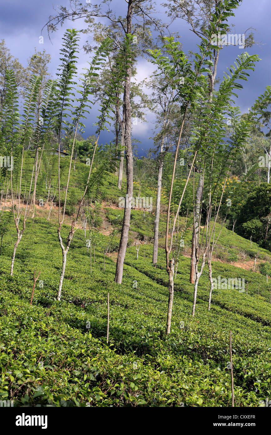 Plateau de plantes poussant sur domaine près de Ella dans les hautes terres du Sri Lanka. Banque D'Images