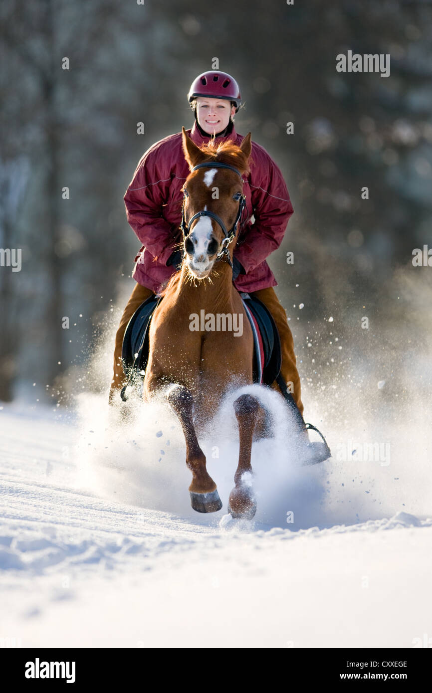 Galopant sur une fille Arabian mare, châtaignier, à travers la neige, Tyrol du Nord, l'Autriche, Europe Banque D'Images