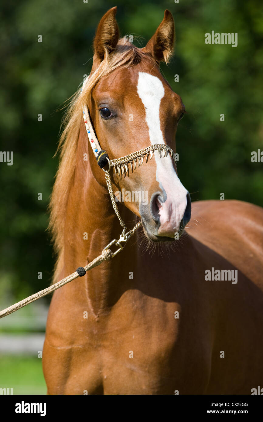 Arabian mare, châtaigne, portrait portant un show halter, Tyrol du Nord, l'Autriche, Europe Banque D'Images