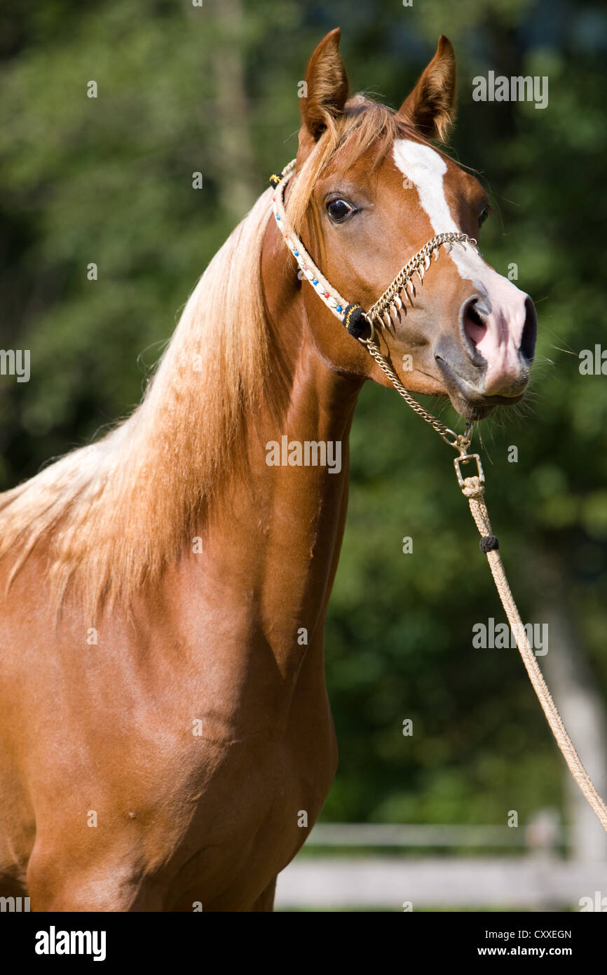 Arabian mare, châtaigne, portrait portant un show halter, Tyrol du Nord, l'Autriche, Europe Banque D'Images