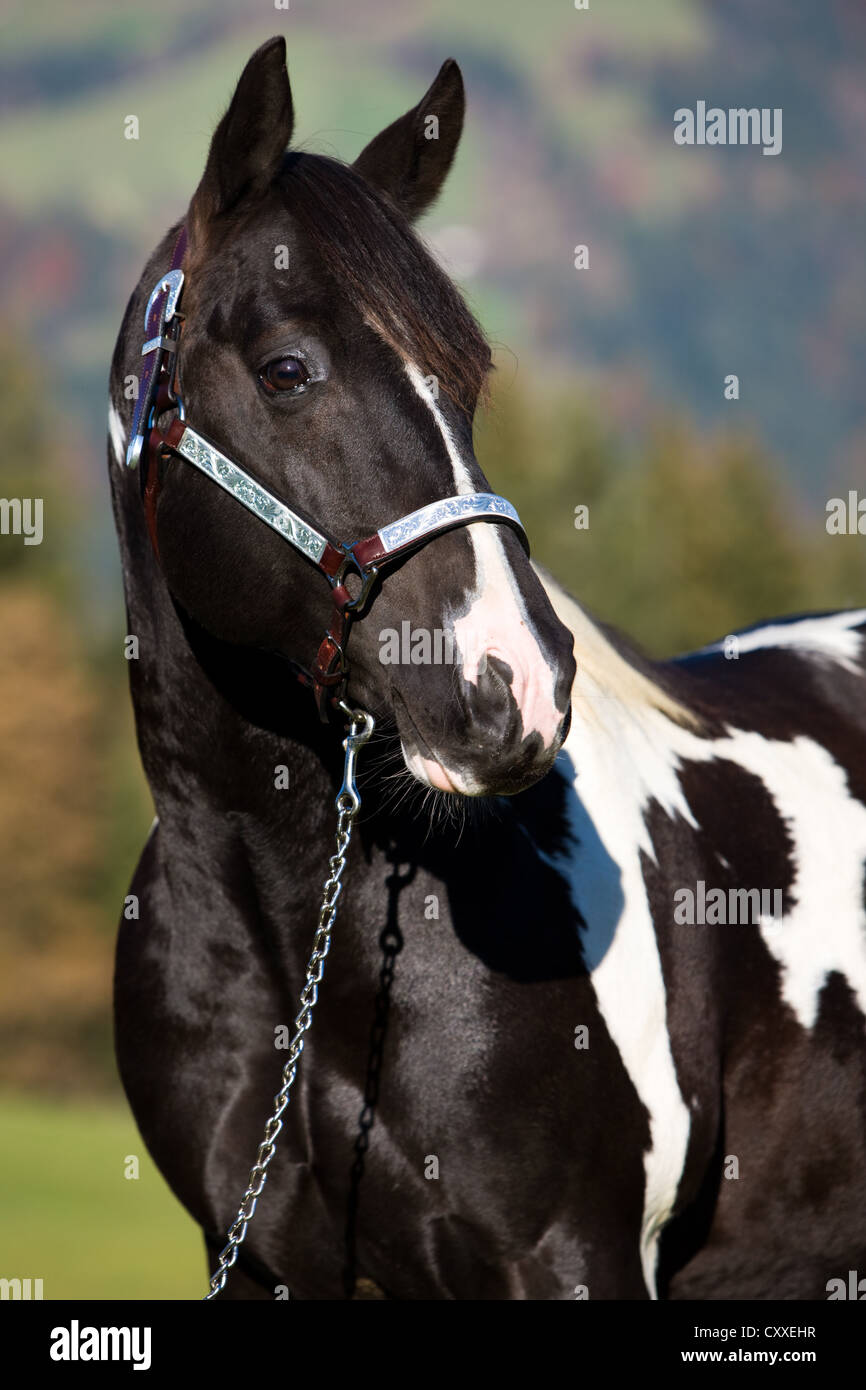 Paint horse stallion, tobiano noir et blanc portrait repéré, vêtu d'un petit spectacle, Tyrol du Nord, l'Autriche, Europe Banque D'Images