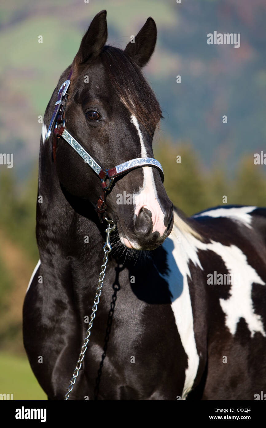Paint horse stallion, tobiano noir et blanc portrait repéré, vêtu d'un petit spectacle, Tyrol du Nord, l'Autriche, Europe Banque D'Images