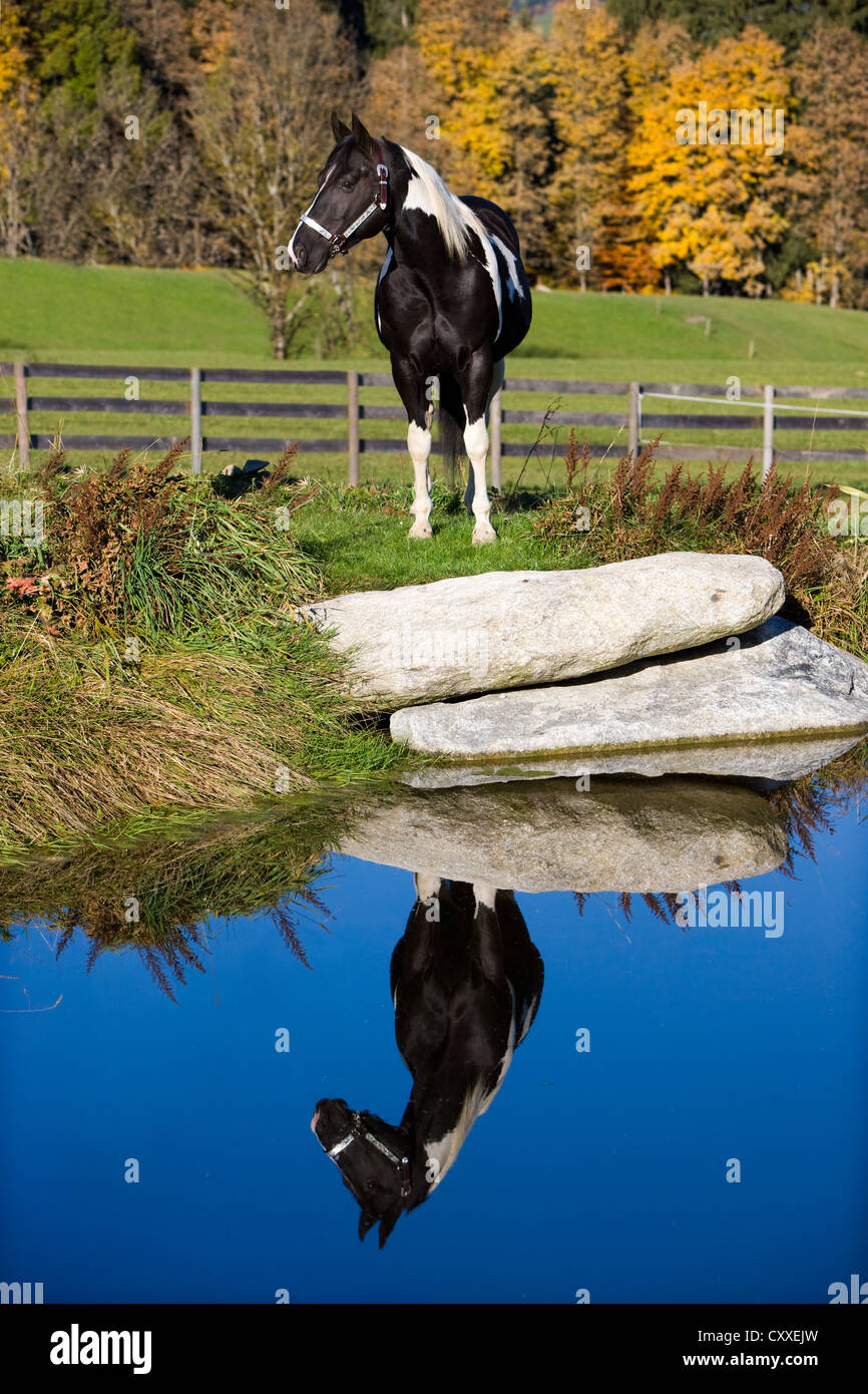 Paint horse stallion reflète dans un étang, tobiano noir et blanc repéré, Tyrol du Nord, l'Autriche, Europe Banque D'Images