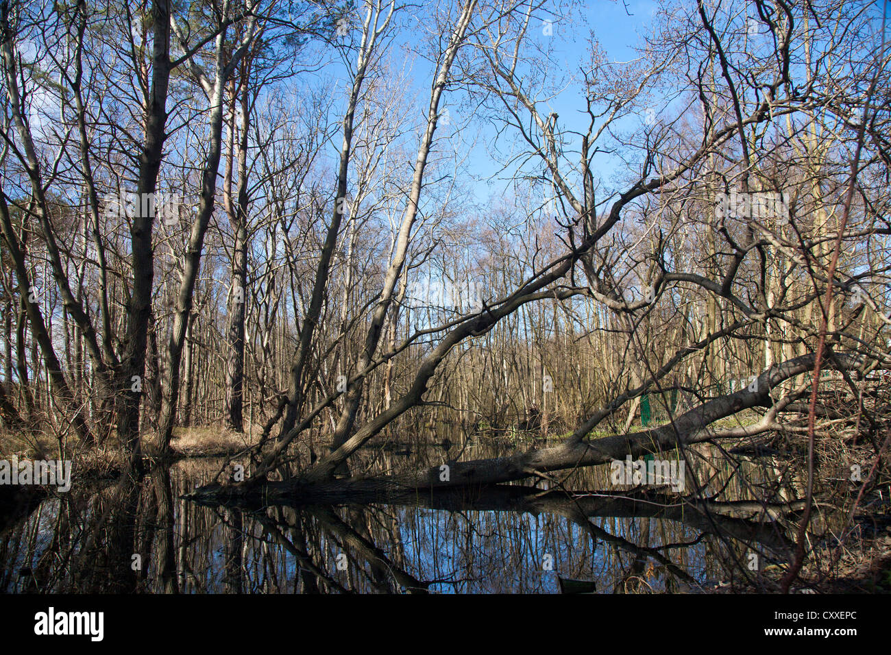 Darss forêt près de Prerow, Poméranie occidentale Lagoon Salon National Park, Darss, Mecklembourg-Poméranie-Occidentale Banque D'Images