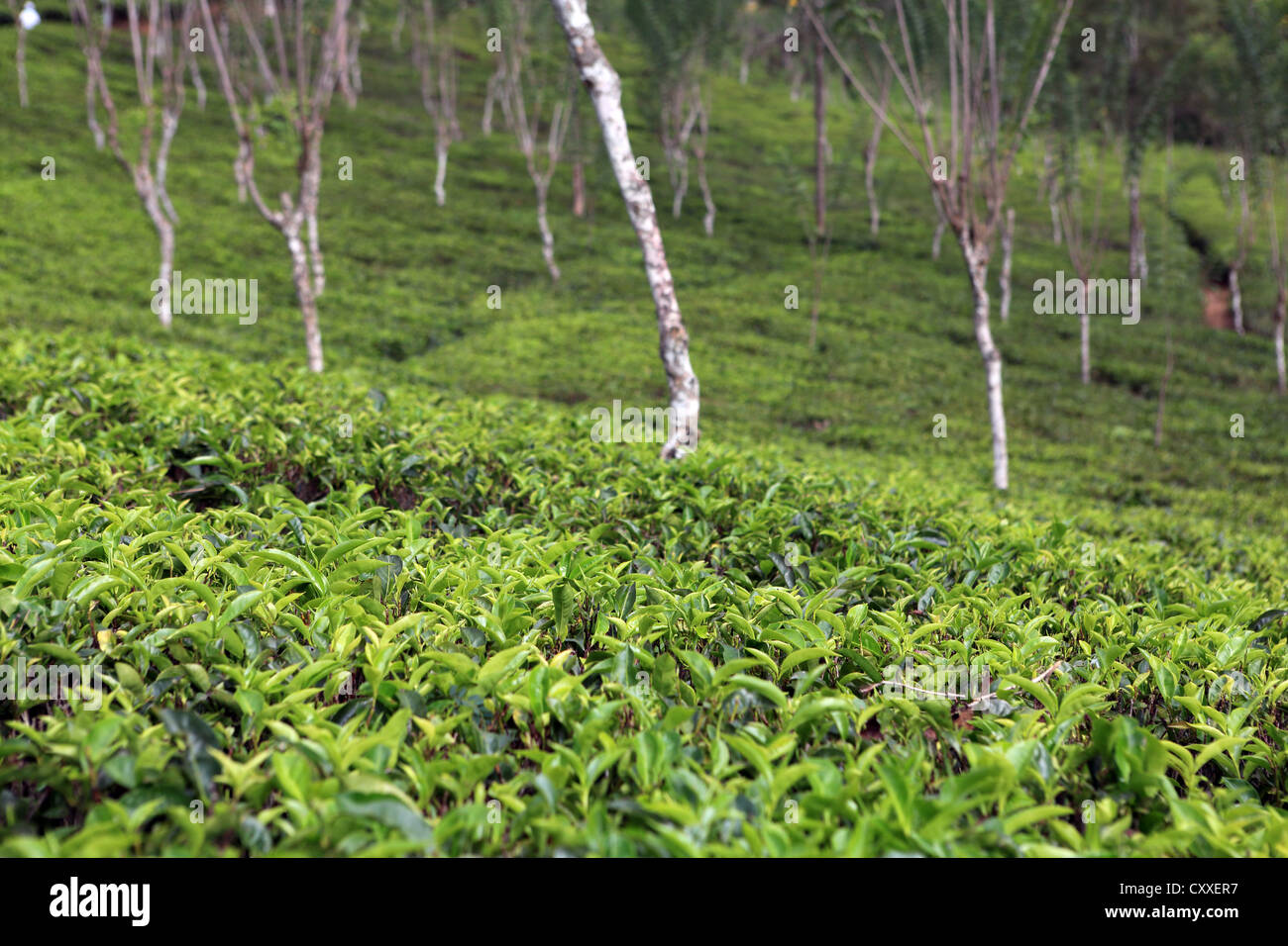 Plateau de plantes poussant sur domaine près de Ella dans les hautes terres du Sri Lanka. Banque D'Images