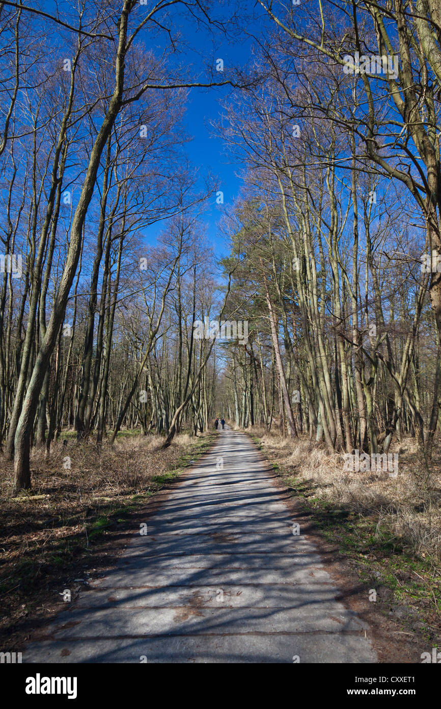 Piste en forêt, forêt près de Darss Zingst, Poméranie occidentale Lagoon Salon National Park, Darss, Mecklembourg-Poméranie-Occidentale Banque D'Images