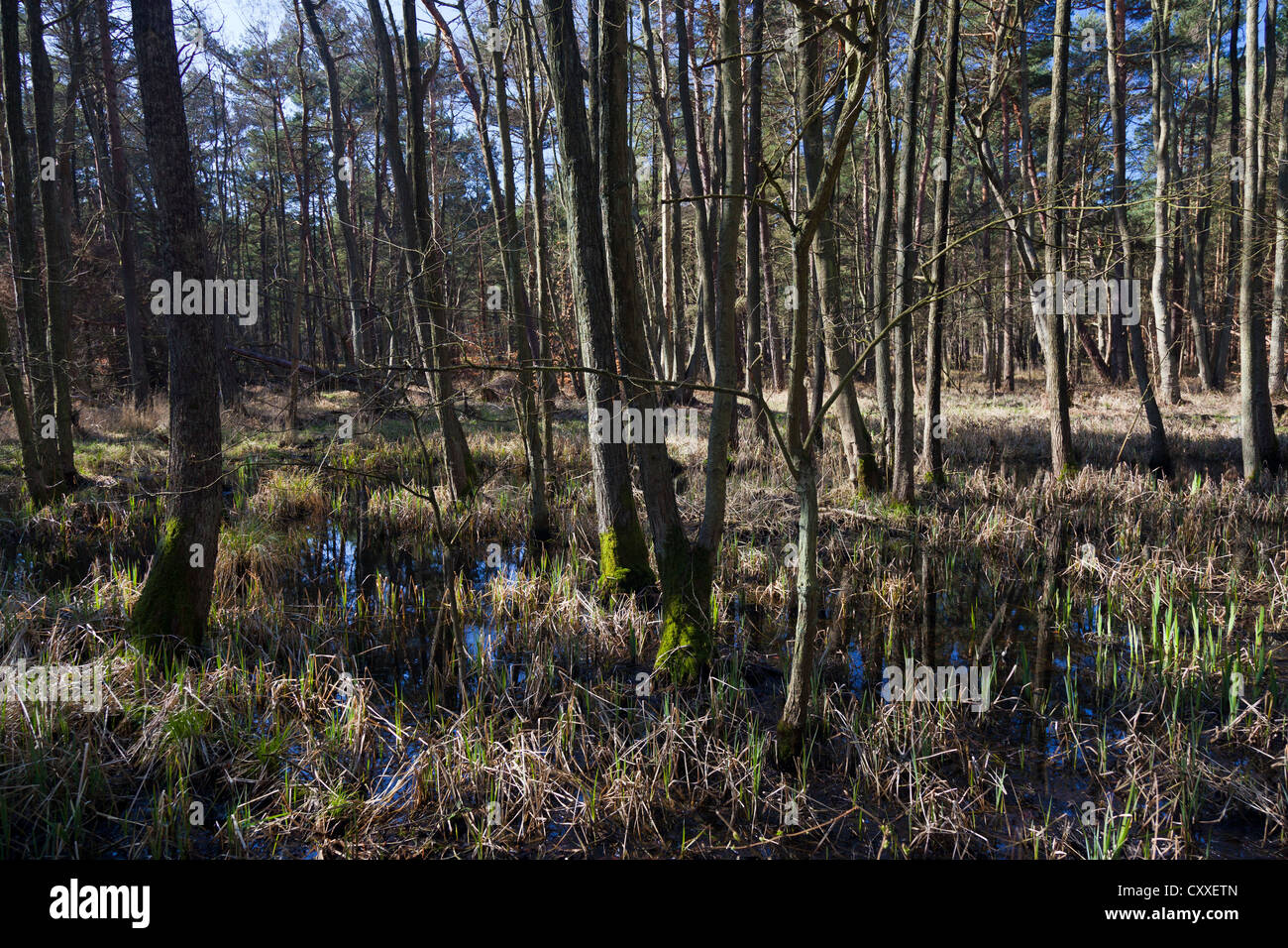 Darss forêt près de Prerow, Poméranie occidentale Lagoon Salon National Park, Darss, Mecklembourg-Poméranie-Occidentale Banque D'Images