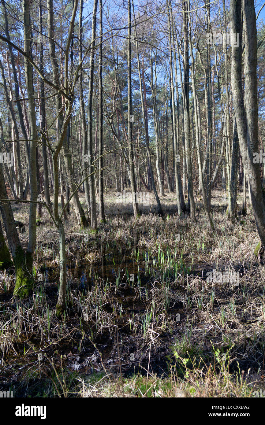 Darss forêt près de Prerow, Poméranie occidentale Lagoon Salon National Park, Darss, Mecklembourg-Poméranie-Occidentale Banque D'Images