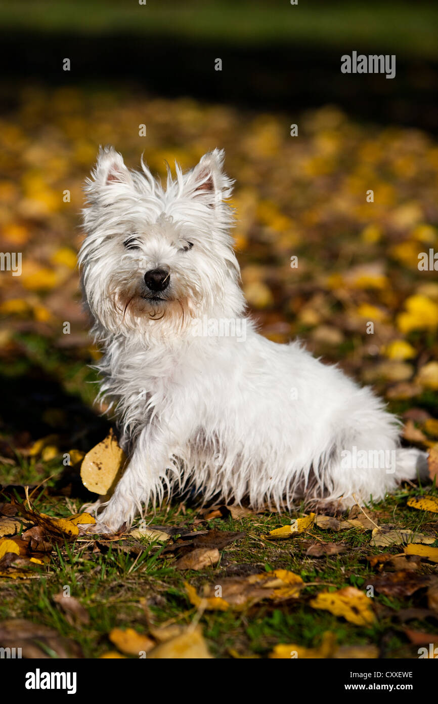 West Highland Terrier assis en automne feuillage, Tyrol du Nord, l'Autriche, Europe Banque D'Images