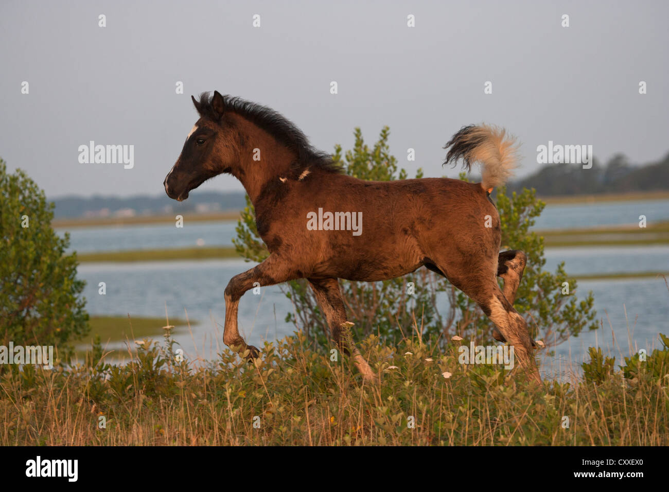 Cheval Poney Chincoteague Poneys Sauvages Usa Nord Nous - 
